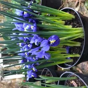 Harmony Dwarf Iris Bulbs (Iris reticulata Harmony) Img 4
